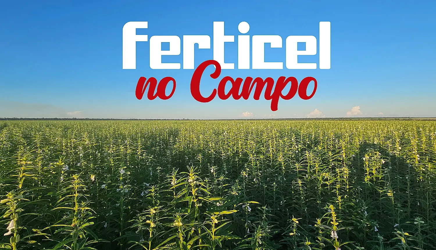 Ferticel_no_Campo_feed_ (1)